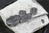 Nice Eldredgeops (Phacops) Trilobites Multiple - New York #32447-3